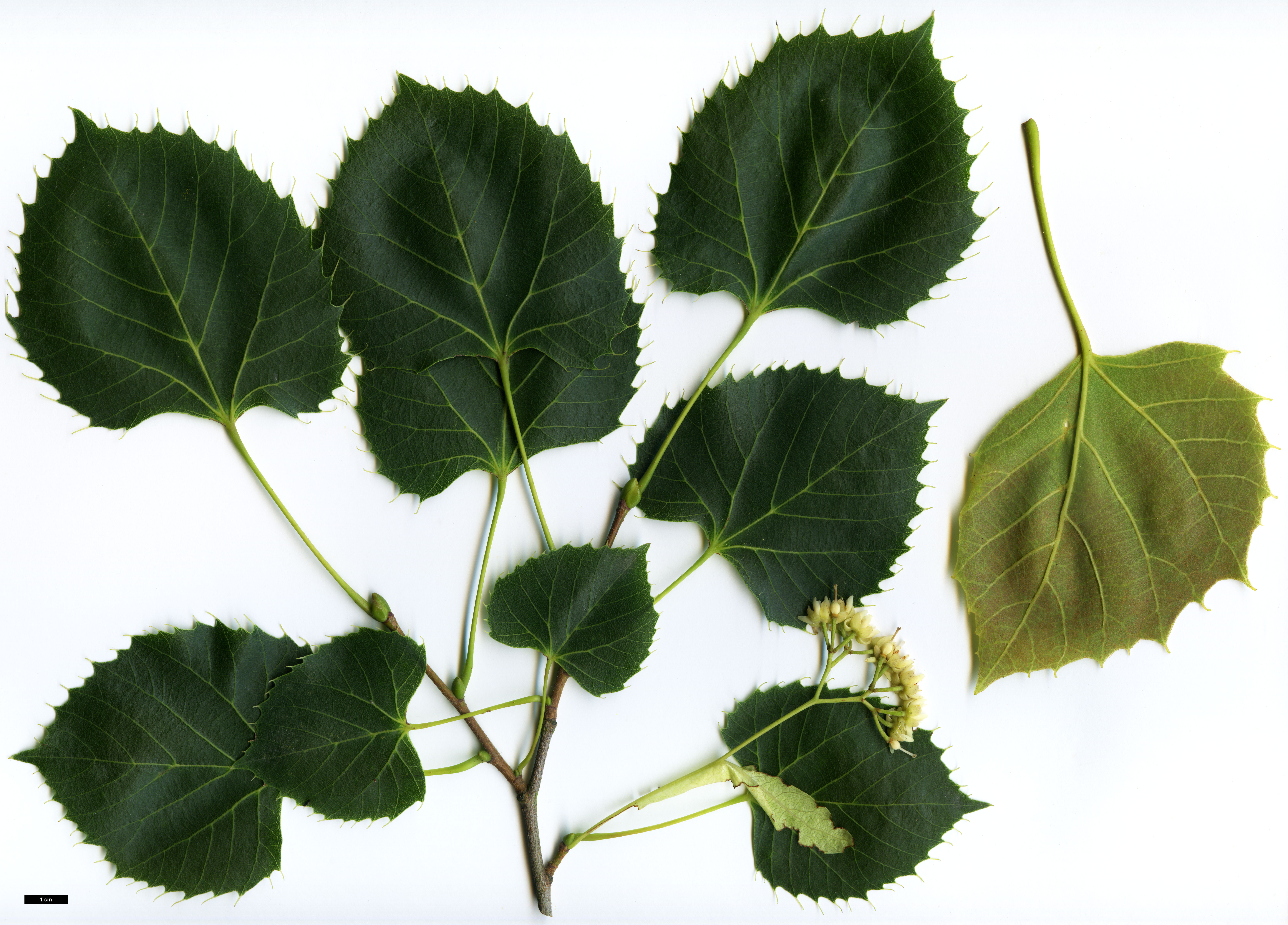 High resolution image: Family: Malvaceae - Genus: Tilia - Taxon: henryana - SpeciesSub: var. subglabra